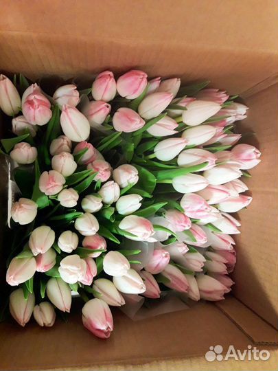 Тюльпаны к 8 марта розница.Букет тюльпанов