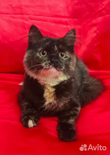 Мягкая шубка в поисках семьи