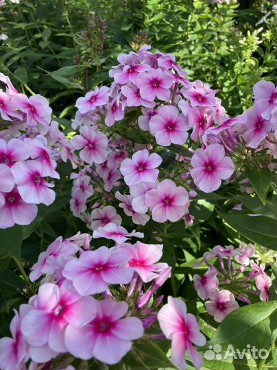 Флокс Румяный(Граф Цеппелин)саженцы