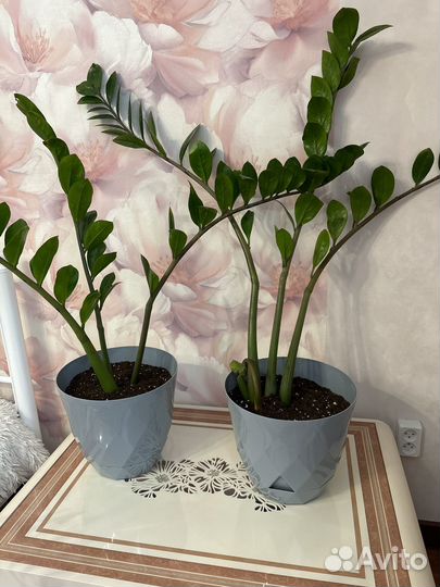 Замиокулькас