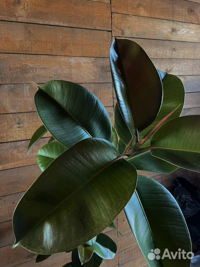 Фикус Эластика Робуста