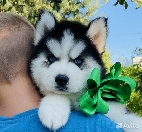 Хаски для Вас - Суперрр Щеночки разного окраса )