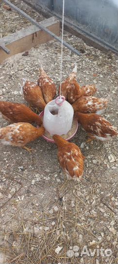 Куры молодки несушки