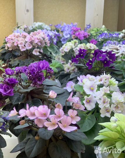 Детки фиалок мини/полумини