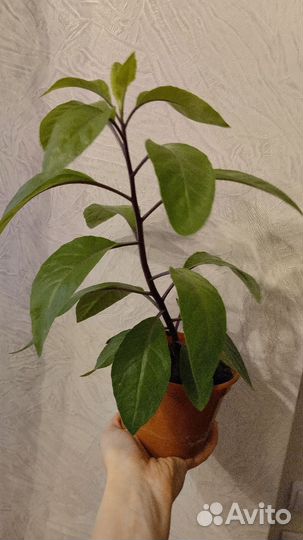 Джинура растения