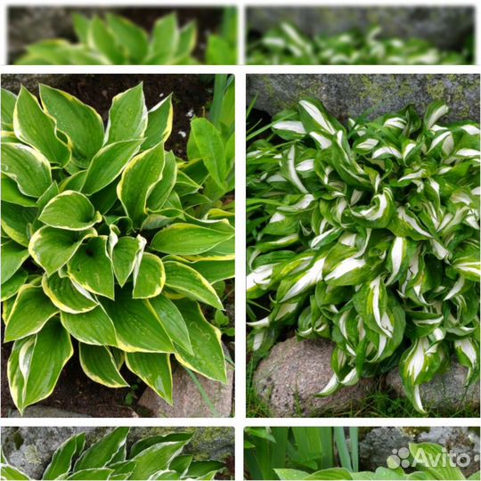 Многолетники для сада