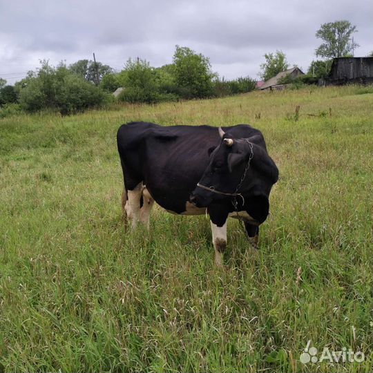Корова стельная дойная