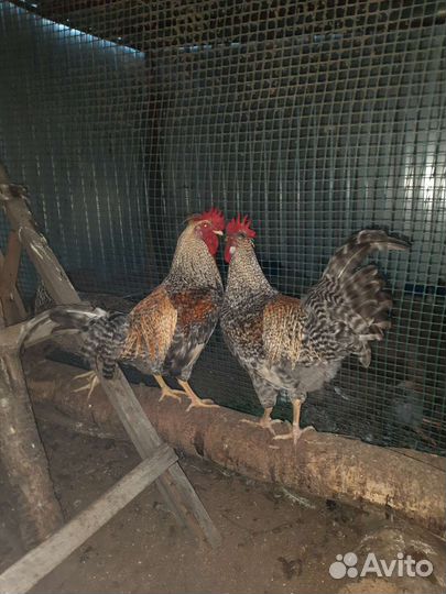 Петух легбар