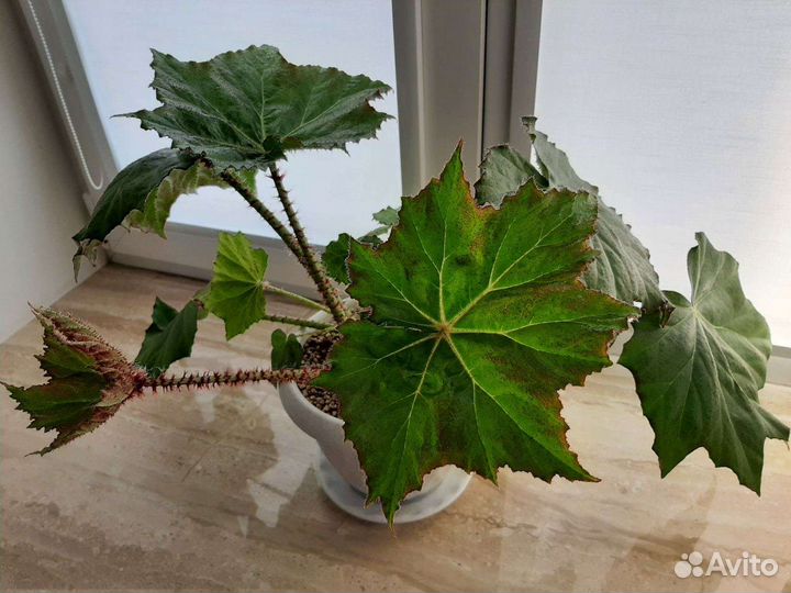 Бегония королевская