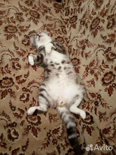 Котик леопард