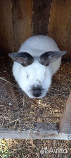 Калифорнийские кролики