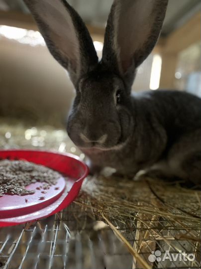Кролики мясных пород