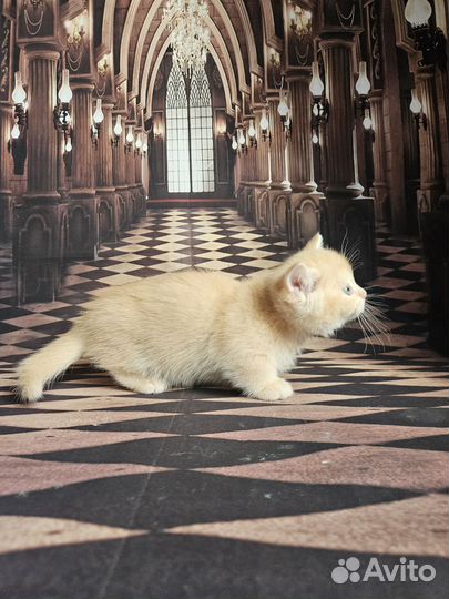 Шотландский килт манчкин