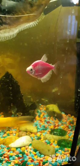 Аквариум 30 литров