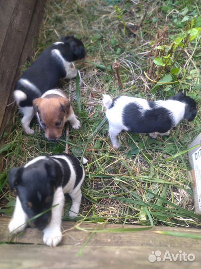 Щенки гладкошерстного фокстерьера