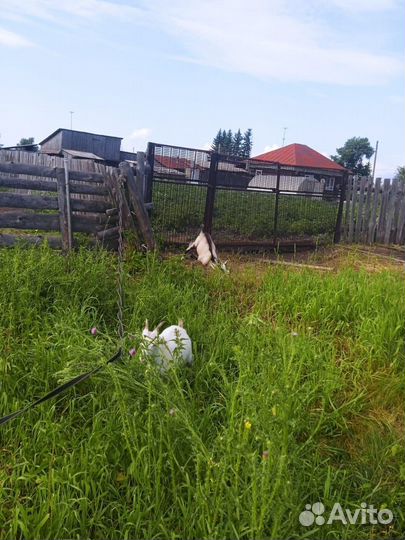 Козлик и бычок