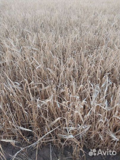 Зерно ячмень