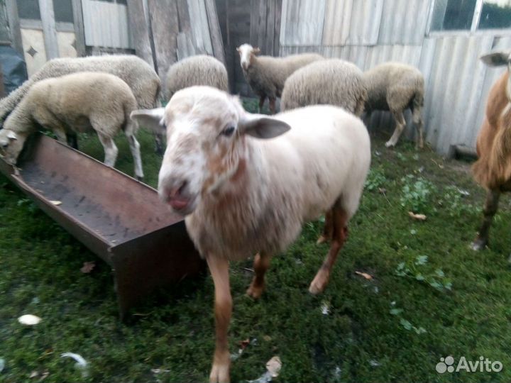 Барашки катумские