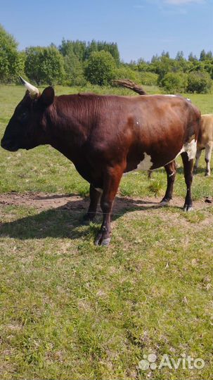 Быки,нетели,телки,дойные коровы