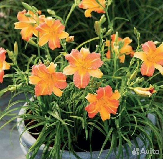 Линейник гибридный, саженцы