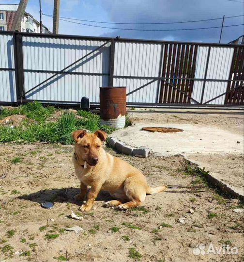 Коротколапый мальчишка