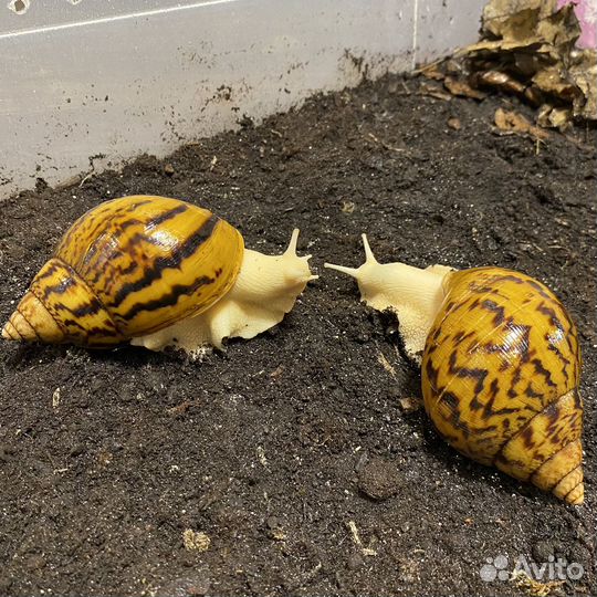 Ахатина Ахатина Альбино (тигр)