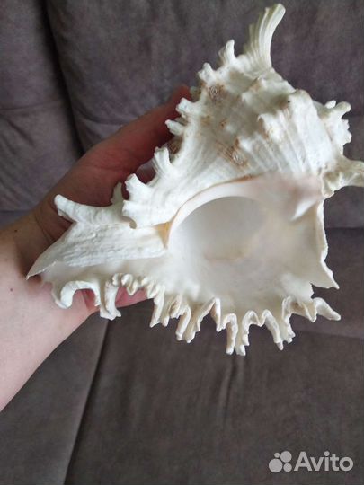 Ракушка морская большая натуральная