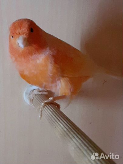 Кенар Цветной