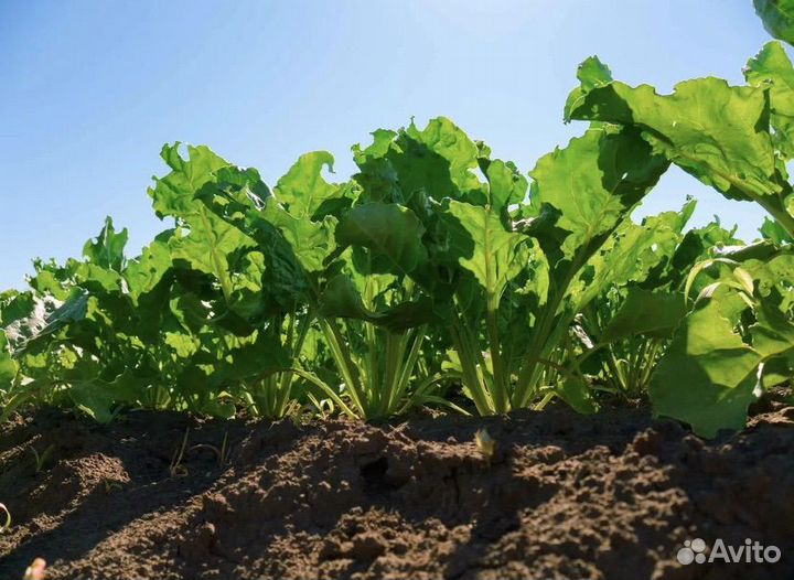 Семена желтой кормовой свеклы