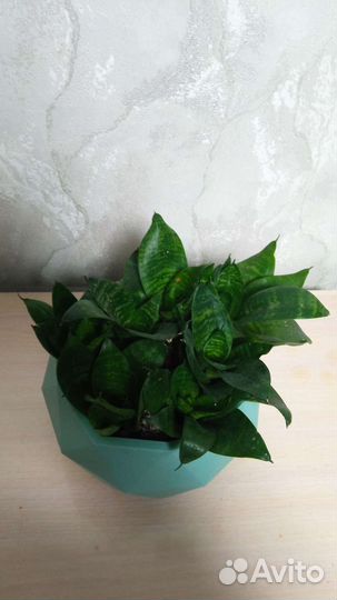 Сансевиерия