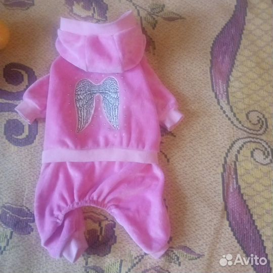 Одежда для маленькой собачки. Новое