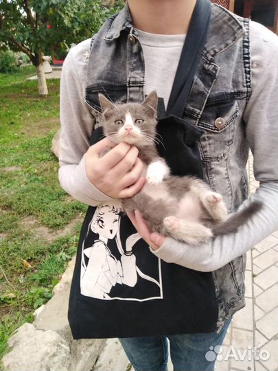 Котята в добрые руки бесплатно