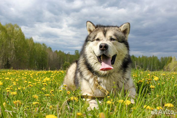 Маламут для вязки