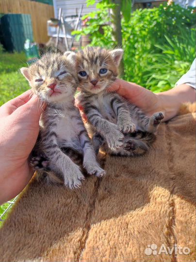 Котята в добрые руки