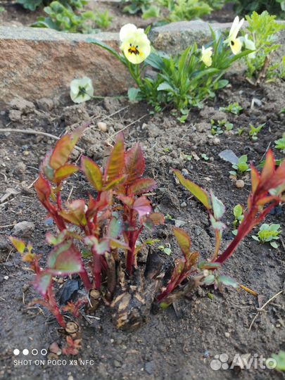 Саженец Роза Лимбо салатовая