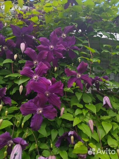 Саженцы клематиса