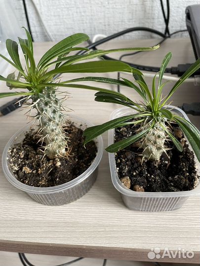 Похиподиум