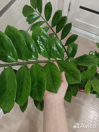 Замиокулькас