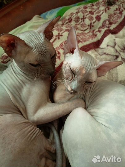 Донской сфинкс