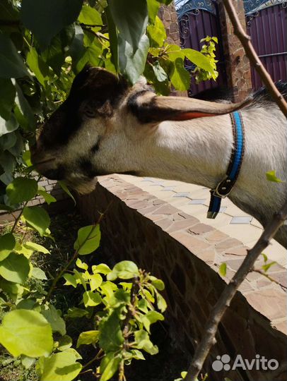 Нубийский козел