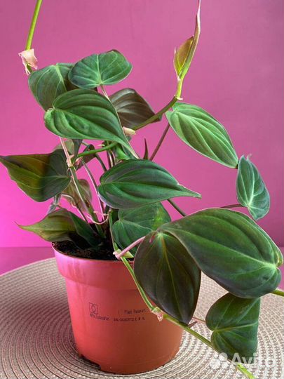 Филодендрон Сканденс Миканс