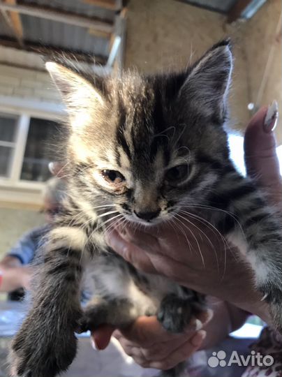 Шотландская кошка
