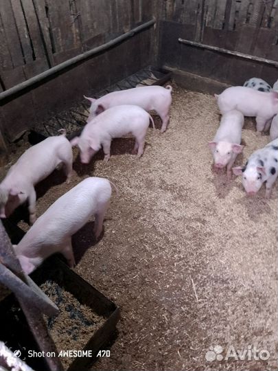 Поросята русская белая+пьетррен