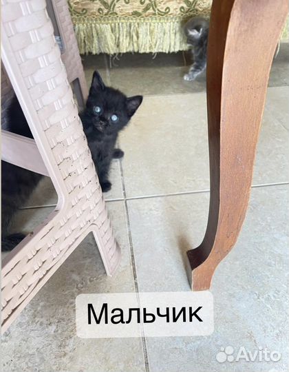 Котята породистые