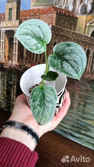 Сциндапсусы. Эпипремнумы