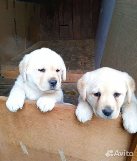 Лабрадор ретривер