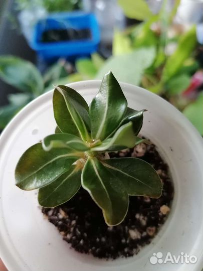 Адениум Обесум (красный)