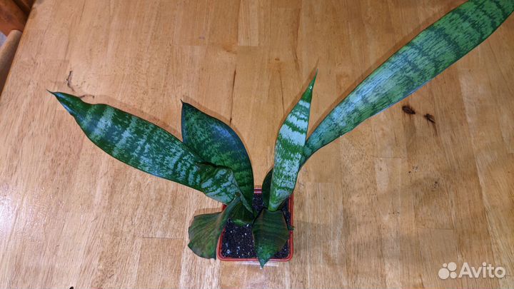 Сансевиерия