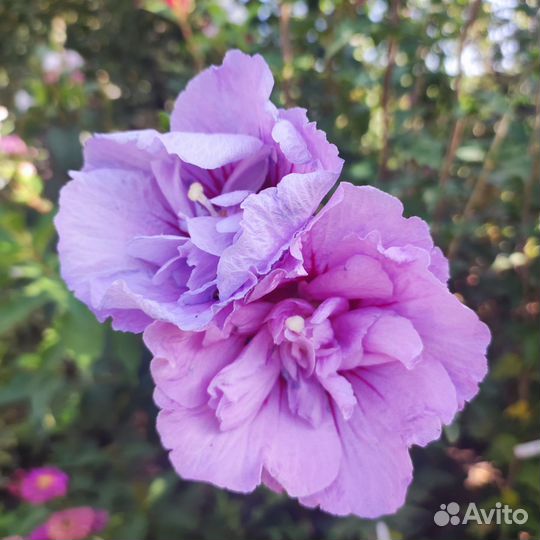 Гибискус шифон древовидный