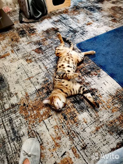 Ищем невесту)